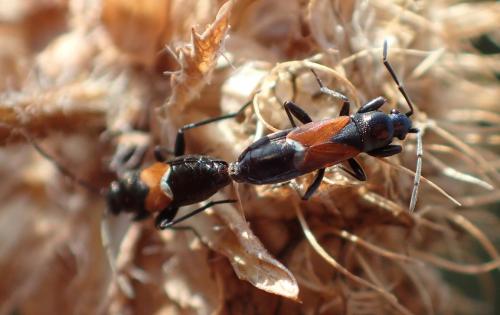 Réf. 239 491 : Pterotmetus staphyliniformis